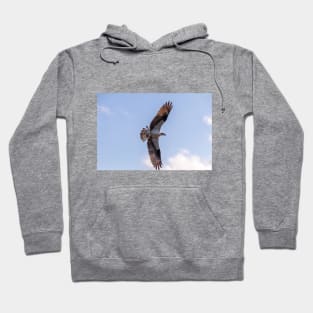 Flying Osprey, Great Wing Span Hoodie